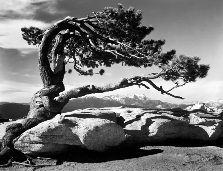 Ansel Adams photography art poster featuring the dramatically curved Jeffrey Pine against a black and white mountain landscape in Yosemite National Park.