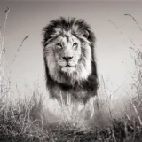 Lion Wildlife Photography, Dramatic Black and White Photography Print