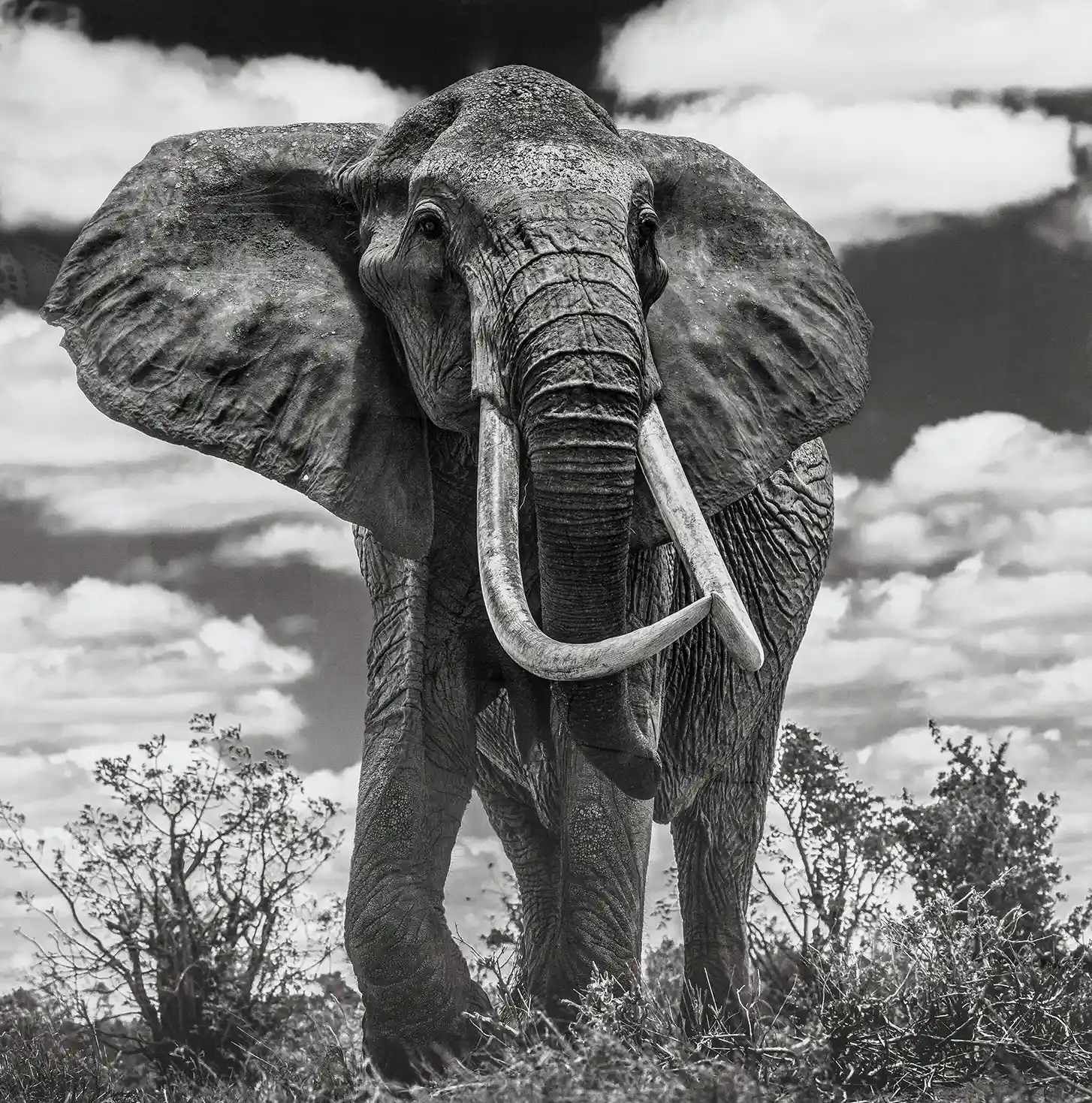 David Yarrow Style Elephant | Wildlife Photography Poster | Dramatic Black & White Art