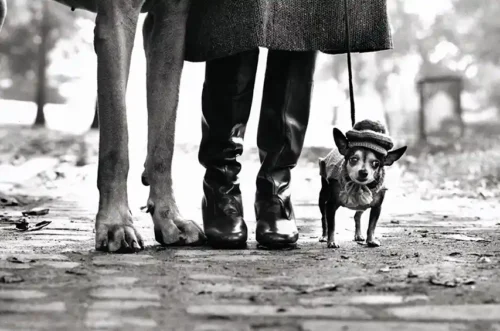 Elliott Erwitt Dog Legs New York City Photography Print