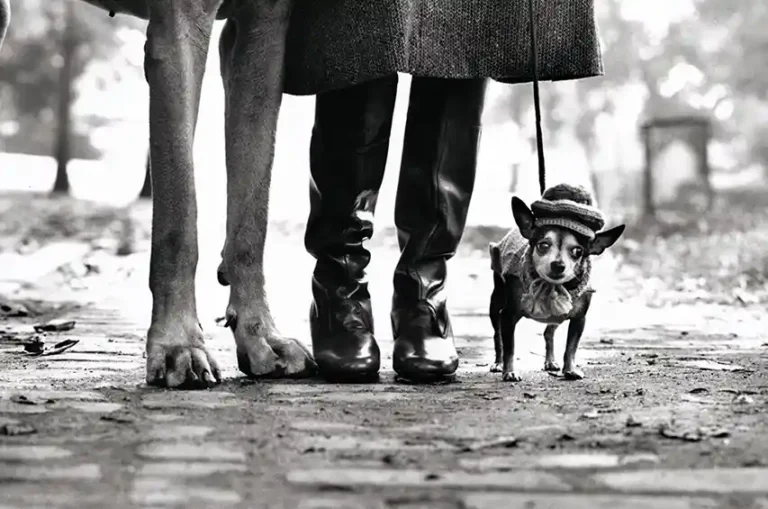 Elliott Erwitt black and white photography poster featuring the legs of a Great Dane, a person, and a tiny Chihuahua in a hat and sweater.