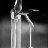 André Kertész Art, Melancholic Tulip 1939 Photography Print