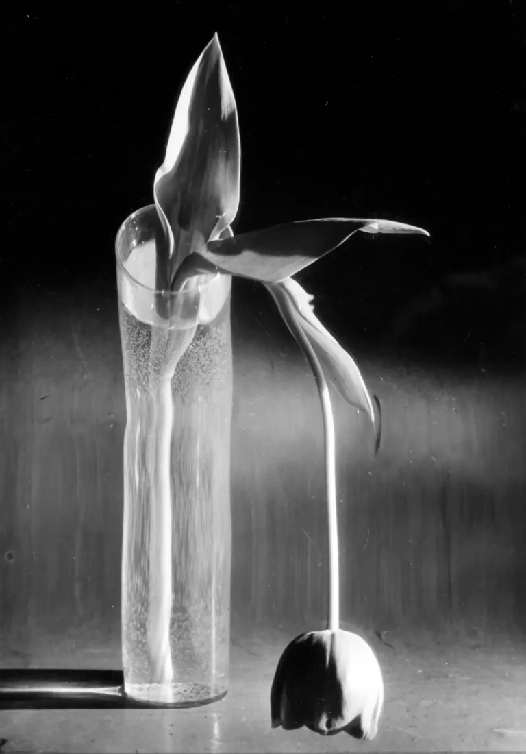 André Kertész Fine Art Photography poster, B&W still life of a dangling tulip and a tall glass vase, utilizing dramatic light and shadow.