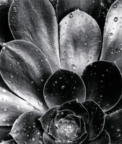 Brett Weston Succulent 1968 Black and White Photography Print