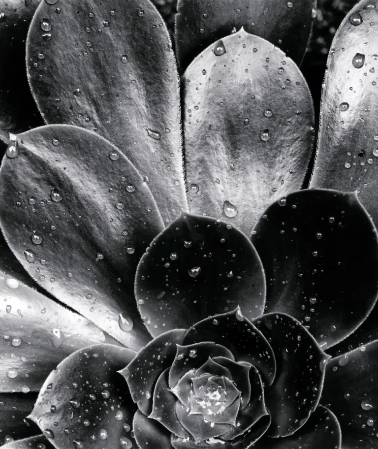 Brett Weston Fine Art Photography poster featuring a dramatic black and white macro image of a succulent covered in glistening water droplets.