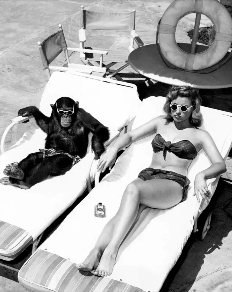 Chimpanzee and Woman Sunbathing Vintage Photography poster featuring a chimp and woman wearing sunglasses on lounge chairs by a pool.