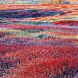 Christopher Burkett Photography Print, Sunrise & Autumn Blueberries Maine