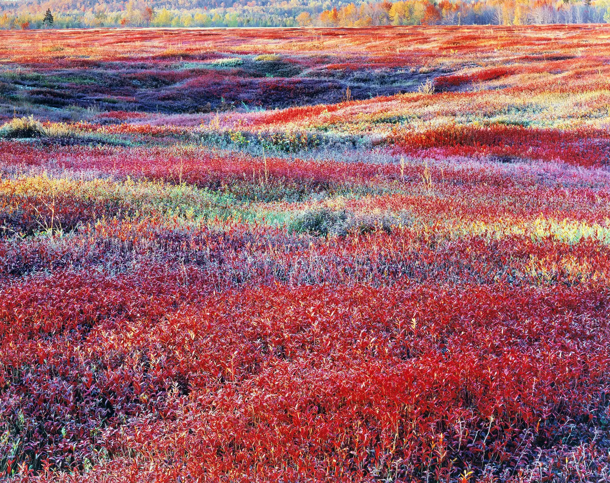 Christopher Burkett Art Poster | Vibrant Red Autumn Landscape Print