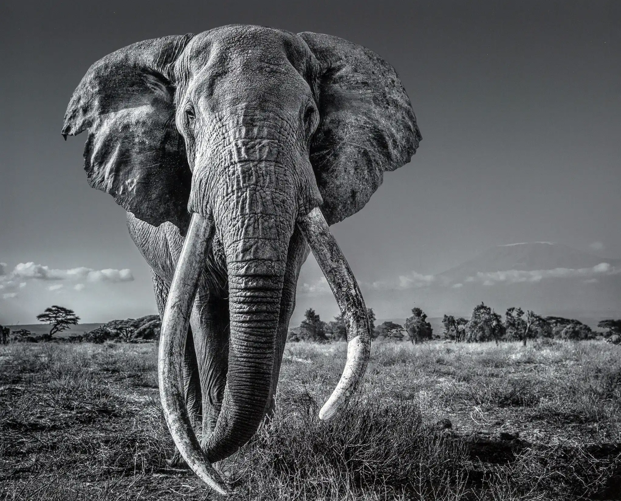 David Yarrow Style | Fine Art Photography Poster | Majestic Elephant Portrait