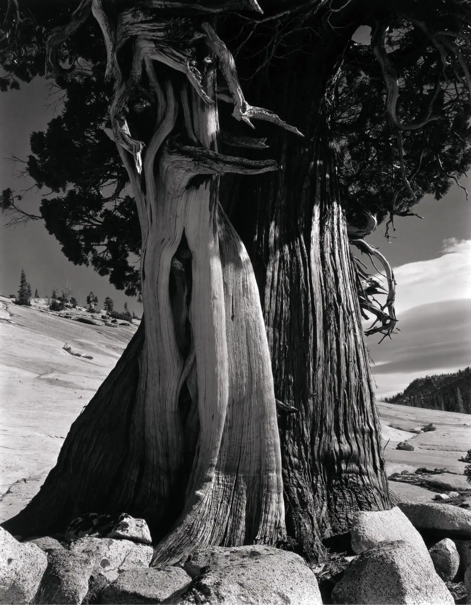 Edward Weston | Fine Art Photography Poster | High Contrast Juniper Tree Study