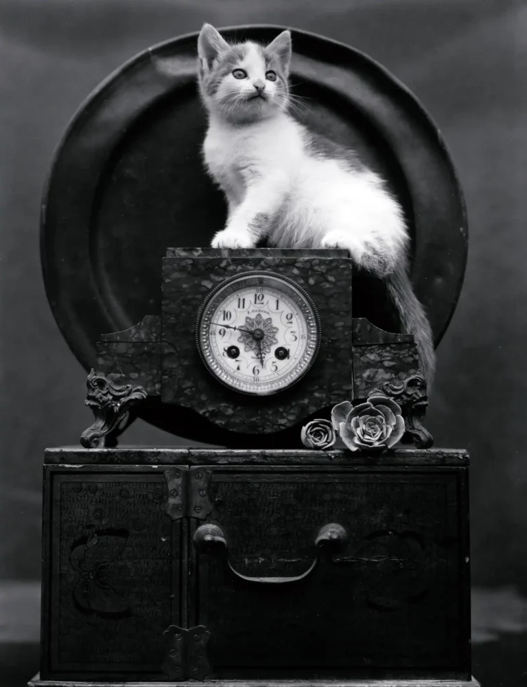 Edward Weston Art Photography poster featuring a fluffy kitten perched on an ornate antique marble clock in black and white.