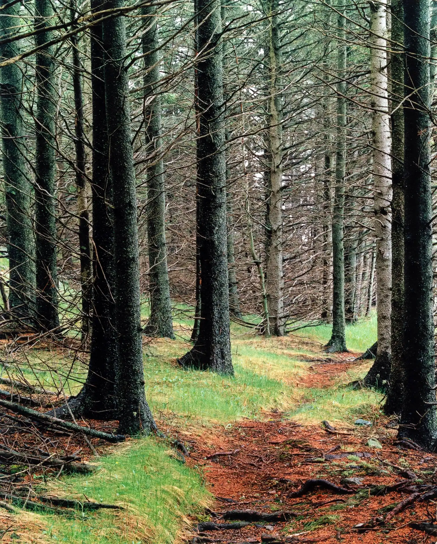 Eliot Porter | Nature Photography Poster | Moody Forest Path Wall Art