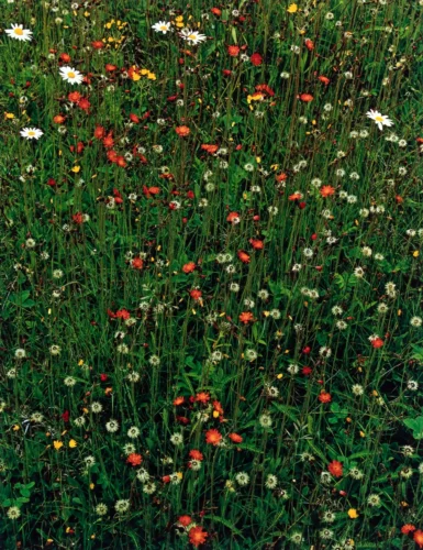 Eliot Porter Wildflowers Meadow Fine Art Photography Print