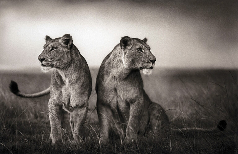 Nick Brandt fine art photography poster depicting two lionesses sitting back-to-back in tall grass in a dramatic, high-contrast black and white image.
