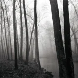 Paul Caponigro Fog and Trees Redding 1968 Photography Print