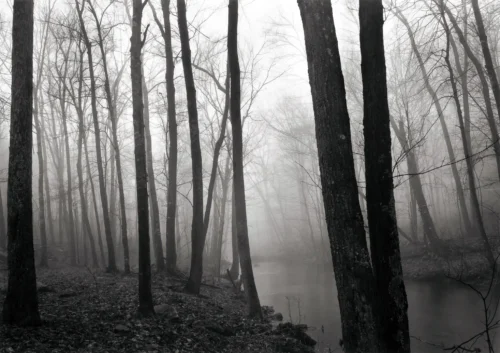 Paul Caponigro Fog and Trees Redding 1968 Photography Print