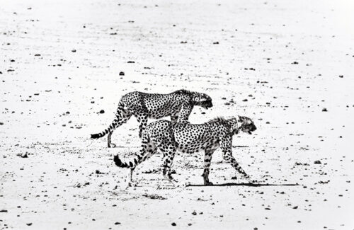 Peter Beard, Hunting Cheetahs on the Tarn Desert Photography Print