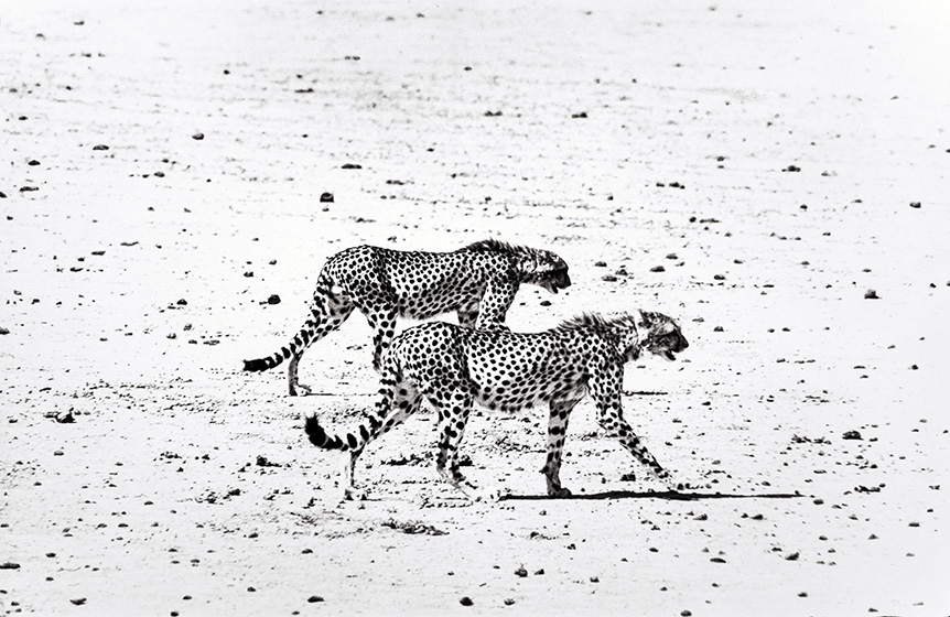 Peter Beard | Fine Art Poster | Two Cheetahs Black & White Print