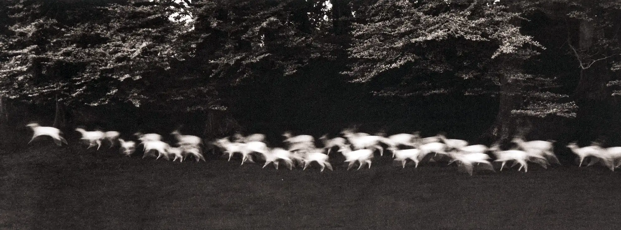 Paul Caponigro | Running Deer Photo Poster | Black & White Motion Art Print
