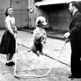 Poodle Jump Rope Vintage Black and White Photography Print