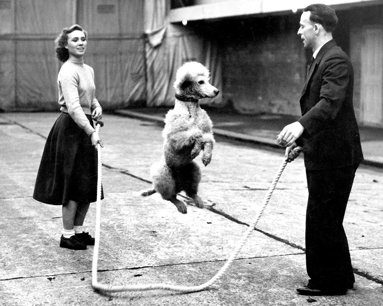 Poodle jump rope print funny animal black and white wall art, vintage poodle print museum quality home decor, funny dog wall art black white photography print