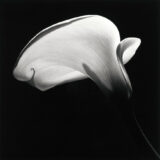Robert Mapplethorpe Calla Lily Photography, Dramatic Photography Print