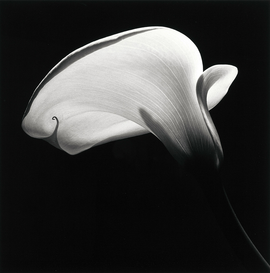 Robert Mapplethorpe | Calla Lily Art Poster | Dramatic B&W Photography Print