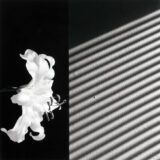 Robert Mapplethorpe Lily 1986 Black and White Photography Print