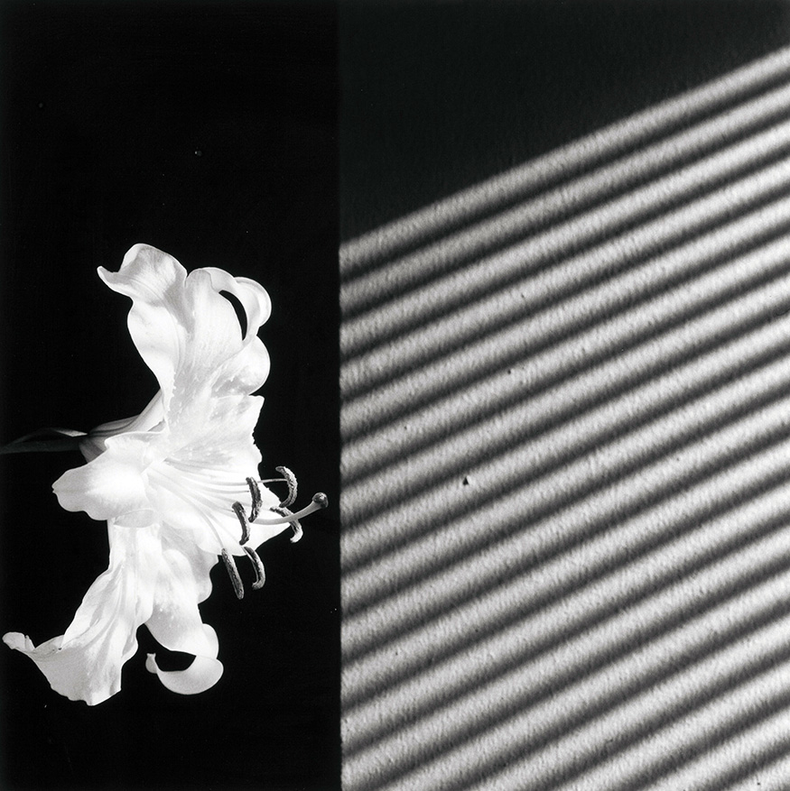 Robert Mapplethorpe | Art Poster | Black & White Floral Photography Print
