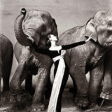 Dovima with Elephants Evening Dress by Dior Fashion Photography Print