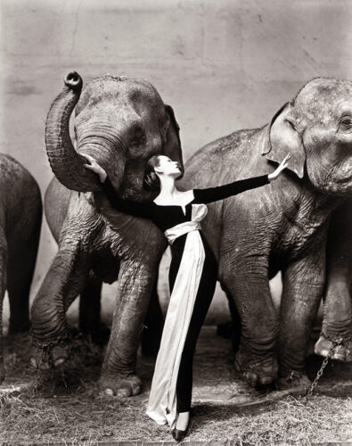 Dovima with Elephants Evening Dress by Dior Fashion Photography Print
