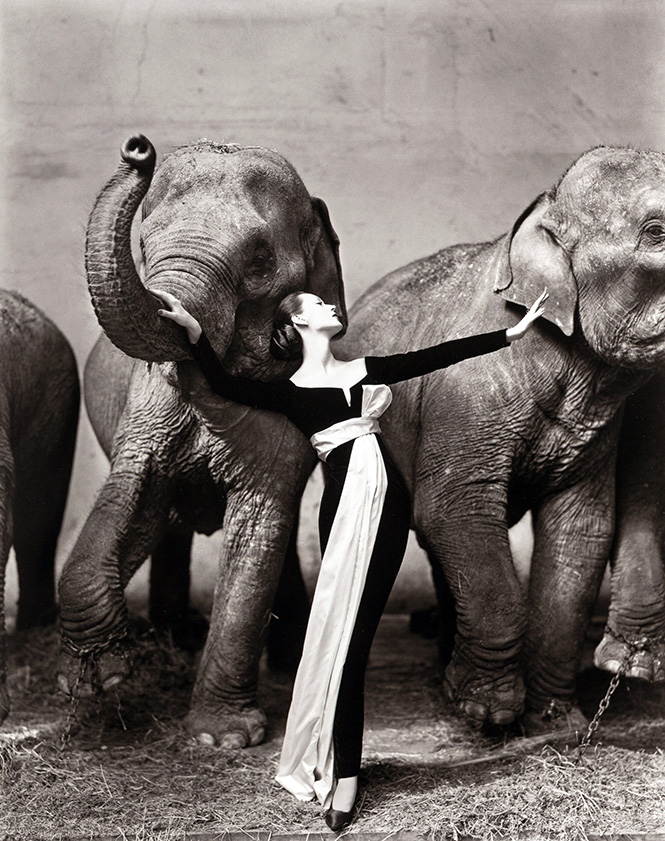 Dovima with Elephants | Richard Avedon Art Poster | Black & White Fashion Print