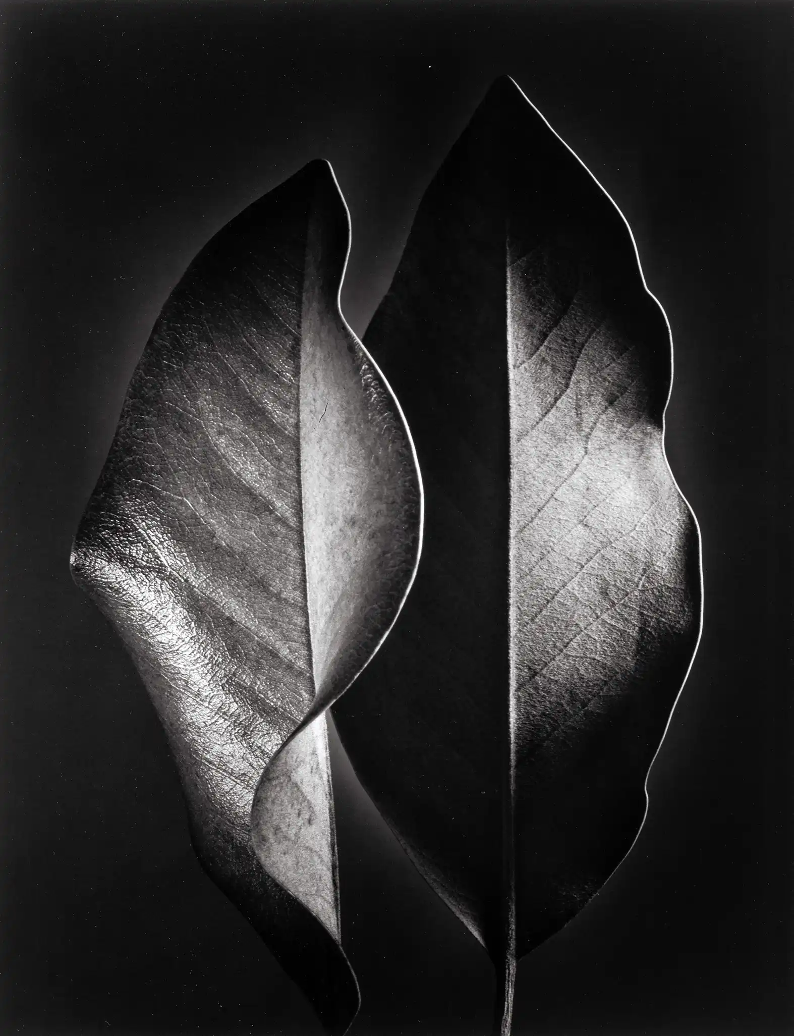 Ruth Bernhard print — Two Leaves 1952, black and white nature print fine art photography