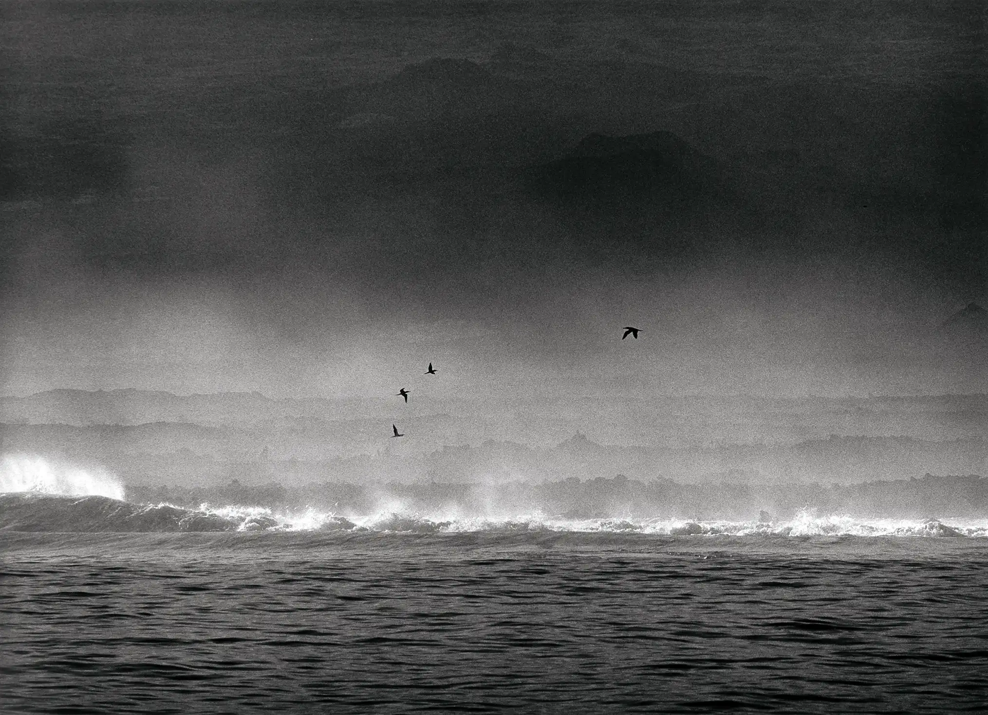 Sebastiao Salgado print — Galapagos 2004, wildlife photography print black and white nature fine art