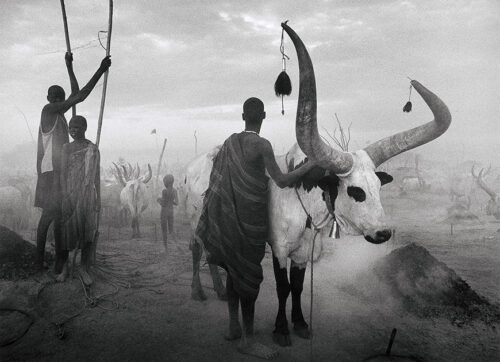 Sebastiao Salgado, South Sudan Cattle Camp Black and White Photography Print