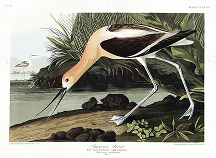 American Avocet print showing a bird with a rust-colored neck and upturned bill in an antique Audubon illustration.