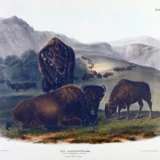 American Bison in the Wild West, Audubon Natural History Art Print