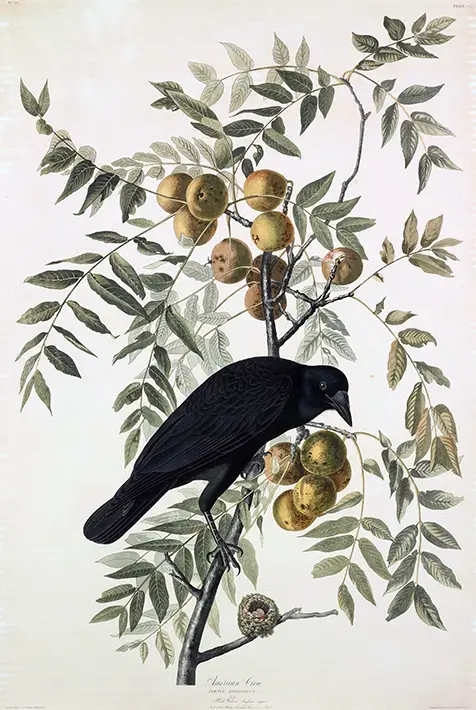 American Crow Print showing a black bird on a walnut branch with green fruit and a small hummingbird nest below.
