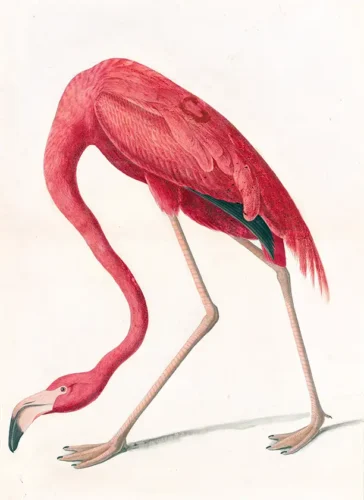 John James Audubon American Flamingo Bird Illustration Art Print