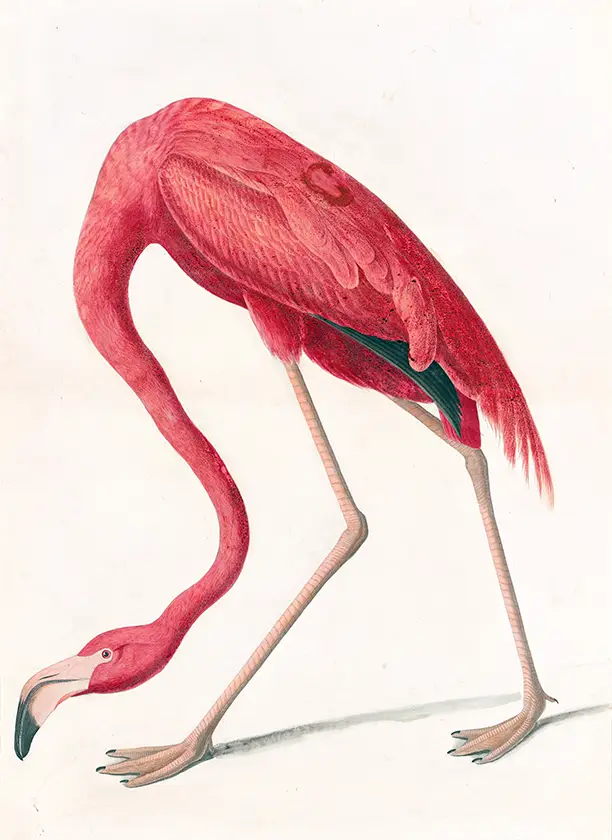 Audubon Flamingo Print of a vibrant pink bird leaning down from The Birds of America collection, 1838.