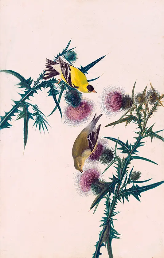 American Goldfinch print showing a yellow and olive bird perched on purple thistles in a vintage botanical illustration.