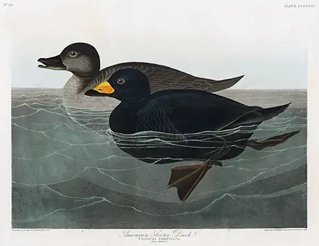 American Scoter print showing a male black duck with a yellow bill and a female brown duck floating on rippling grey water.