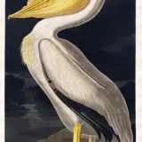 American White Pelican, John James Audubon Bird Art Print
