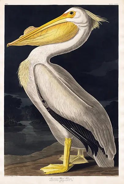 Audubon Pelican Print showing a white pelican with a yellow pouch against a dark sky in a vintage scientific style.