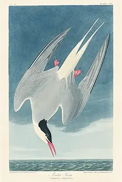Arctic Tern print showing a gray and white bird with a black cap diving toward the sea in vintage Audubon style.