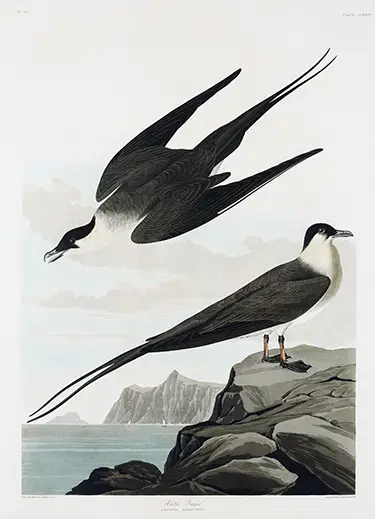 Arctic Jager print showing two seabirds on a rocky coast from an Audubon natural history illustration.