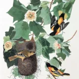Baltimore Oriole and Tulip Tree Audubon Vintage Art Print