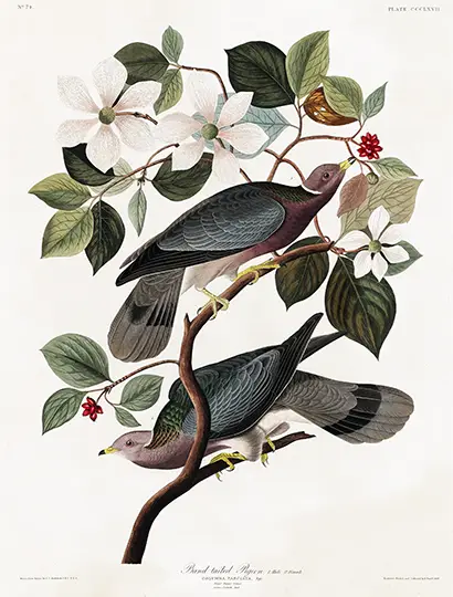 Band-tailed Pigeon print by Audubon showing two grey and purple birds on a white dogwood flower branch.