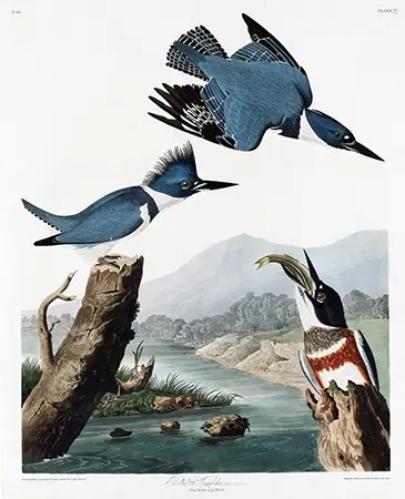 Belted Kingfisher print showing three blue and white birds in a river environment with mountains in the background.