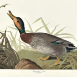 Bemaculated Duck Young Male Audubon Bird Study Art Print